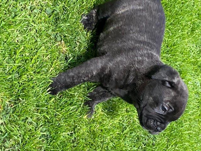 7 STUNNING BLUE CANE CORSO PUPPIES in Lancaster