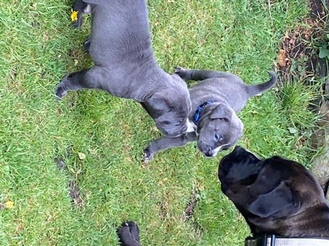 7 STUNNING BLUE CANE CORSO PUPPIES in Lancaster