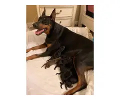5 Doberman puppies looking for a new family