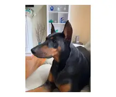 5 Doberman puppies looking for a new family - 3