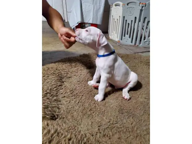 Dogo Argentino puppies for Sale - 1/17