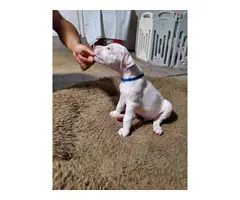 Dogo Argentino puppies for Sale - 1