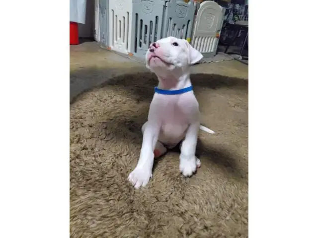 Dogo Argentino puppies for Sale - 2/17