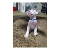 Dogo Argentino puppies for Sale - 2