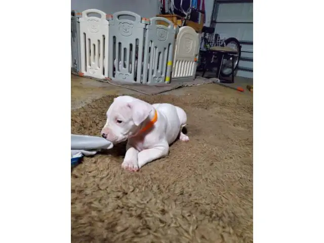 Dogo Argentino puppies for Sale - 3/17