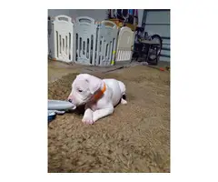 Dogo Argentino puppies for Sale - 3
