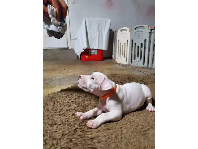 Dogo Argentino puppies for Sale - 4/17