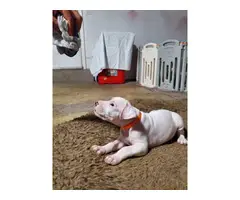 Dogo Argentino puppies for Sale - 4