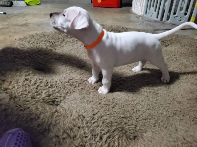 Dogo Argentino puppies for Sale - 5/17