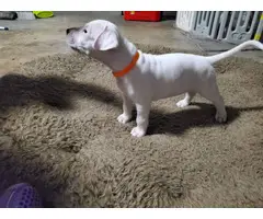Dogo Argentino puppies for Sale - 5