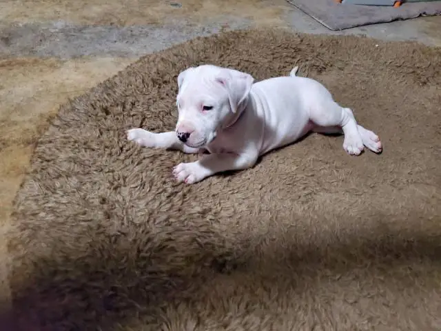 Dogo Argentino puppies for Sale - 6/17