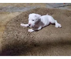 Dogo Argentino puppies for Sale - 6
