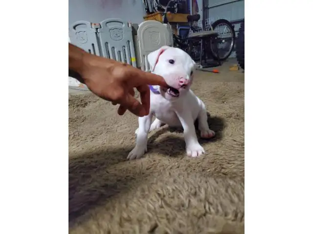 Dogo Argentino puppies for Sale - 7/17