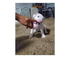 Dogo Argentino puppies for Sale - 7