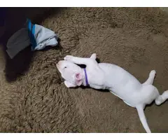 Dogo Argentino puppies for Sale - 8