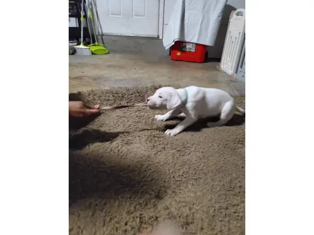 Dogo Argentino puppies for Sale - 9/17