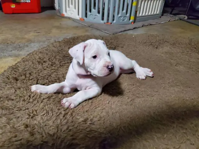 Dogo Argentino puppies for Sale - 10/17
