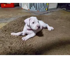 Dogo Argentino puppies for Sale - 10