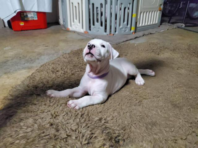 Dogo Argentino puppies for Sale Miami - Puppies for Sale Near Me