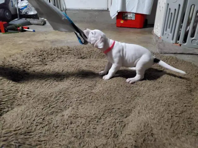 Dogo Argentino puppies for Sale - 12/17