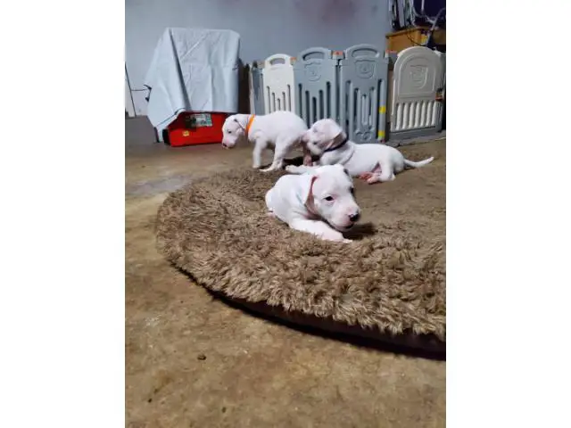 Dogo Argentino puppies for Sale - 13/17