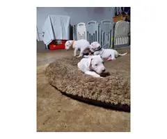 Dogo Argentino puppies for Sale - 13