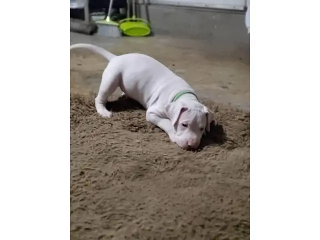 Dogo Argentino puppies for Sale - 14/17