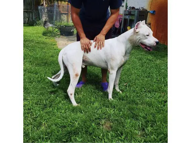 Dogo Argentino puppies for Sale - 15/17