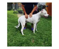 Dogo Argentino puppies for Sale - 15