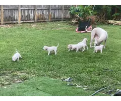 Dogo Argentino puppies for Sale - 16
