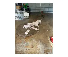 Dogo Argentino puppies for Sale - 17