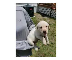AKC Yellow Labrador Retriever Puppy - 2