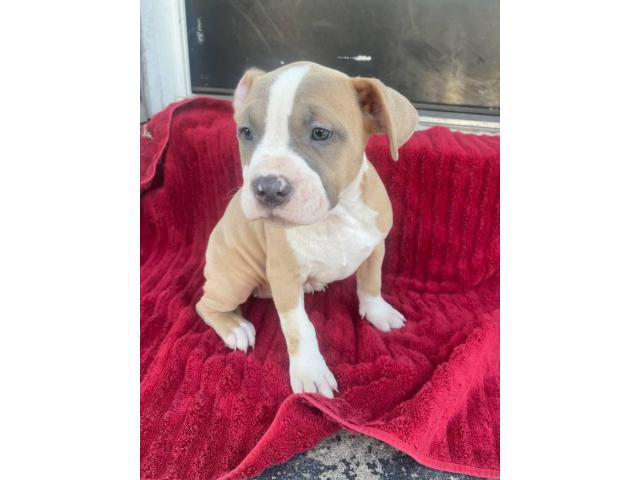 American Staffordshire Terrier puppies for sale in , New