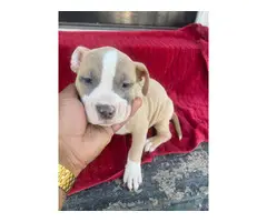 American Staffordshire Terrier puppies for sale