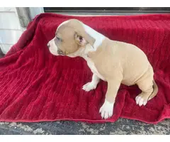 American Staffordshire Terrier puppies for sale