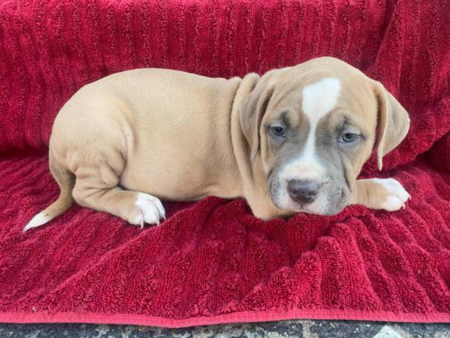 American Staffordshire Terrier puppies for sale in , New
