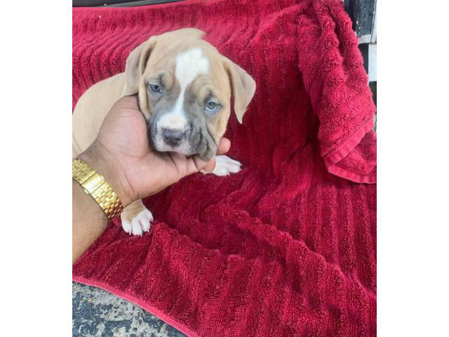 American Staffordshire Terrier puppies for sale - Puppies for Sale Near Me