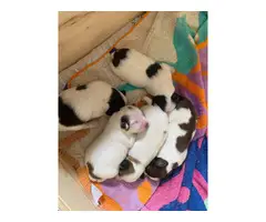 5 Papillon puppies for sale - 6