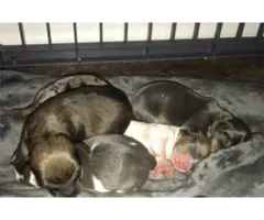 Miniature Dachshund puppies - 1