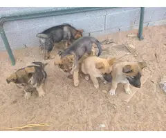 4 male and 3 female German shepherd puppies - 9