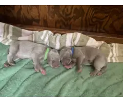 3 purebred Weimaraner puppies for sale