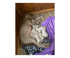 3 purebred Weimaraner puppies for sale - 3