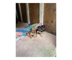 Miniature Dachshund puppies for Sale