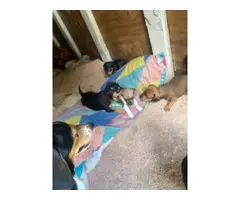 Miniature Dachshund puppies for Sale - 2