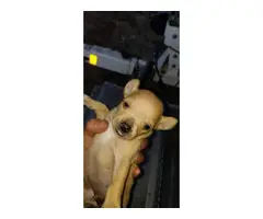 4 Chihuahua puppies ready to go - 4