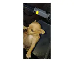 4 Chihuahua puppies ready to go - 8
