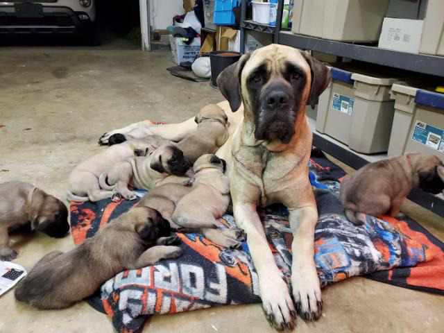 6 male 6 female English Mastiff puppies for sale in Daytona Beach