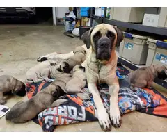6 male 6 female English Mastiff puppies for sale