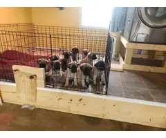 6 male 6 female English Mastiff puppies for sale - 2