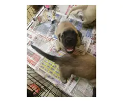 6 male 6 female English Mastiff puppies for sale - 3